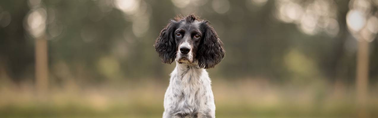 Dog in Paw Paddock