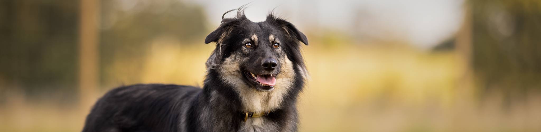 Dog in Paw Paddock