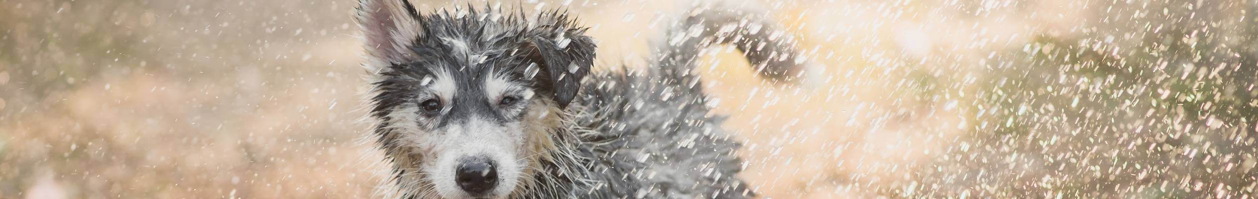 Dog covered in water