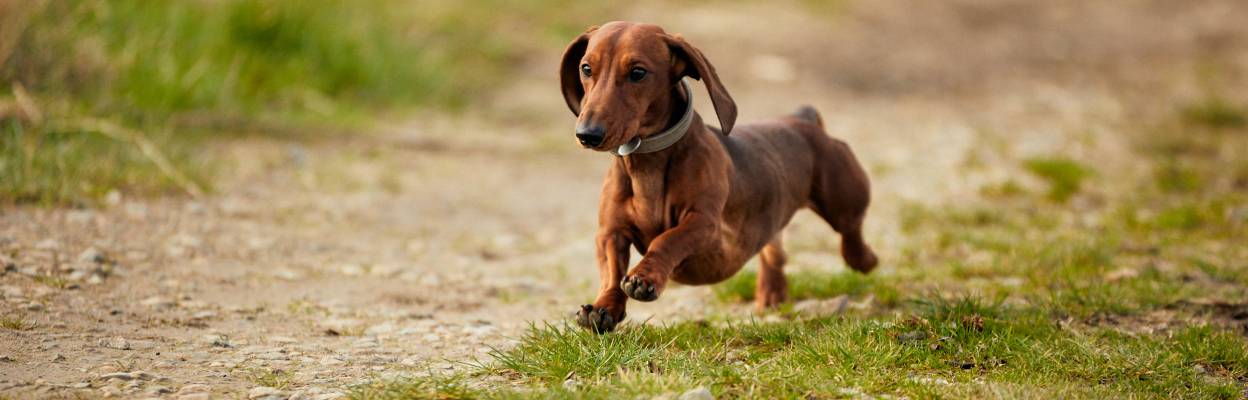 Sausage dog in a paddock