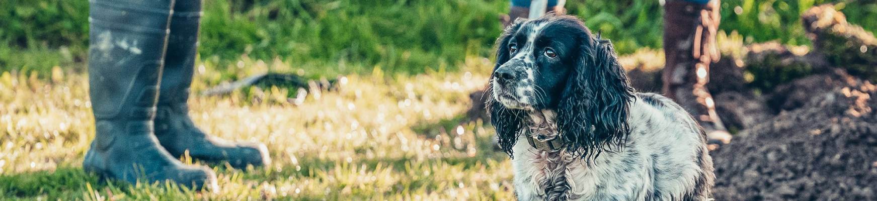 Dog in Paw Paddock