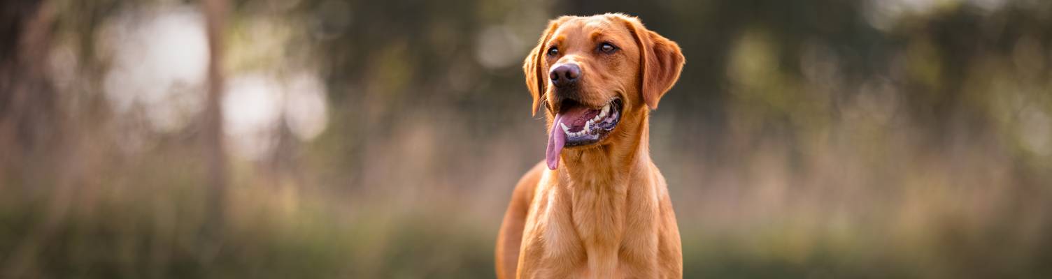 Dog in Paw Paddock
