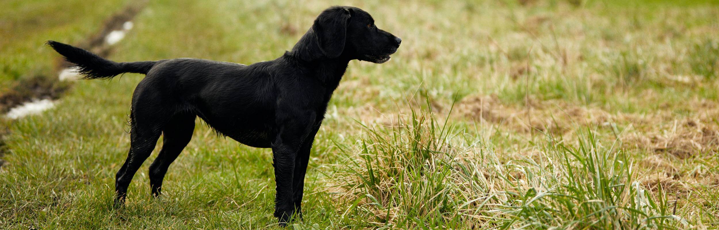 Dog in Paw Paddock