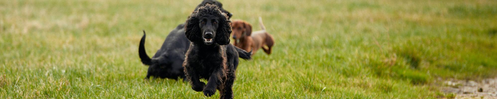 3 dogs in a paddock