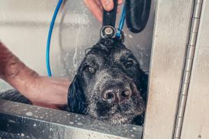 Wash